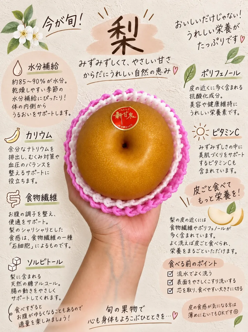立派な梨をいただきましたので今日は